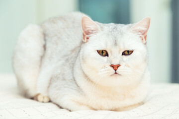  British shorthair silver cat in a home interior.