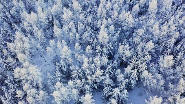 Beautiful winter landscape with trees. Frost on the branches in the forest. Spruce covered with a layer of snow