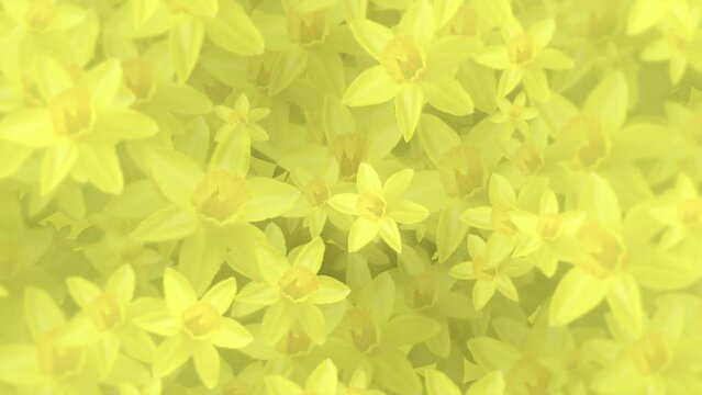Beautiful Springtime floral motion background animation with gently moving yellow daffodil flowers in full bloom.