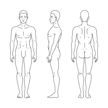 ArtStation  Male Anatomy Sketch