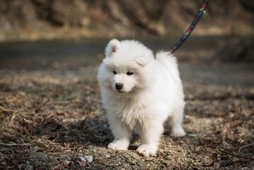 Samoyed, Siberian dog. In nature, secluded by the forest. Dog - Man's best friend.