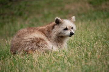 A raccoon with a rare fur color