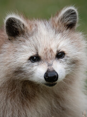 A raccoon with a rare fur color