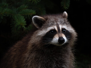 Portrait of a beautiful raccoon