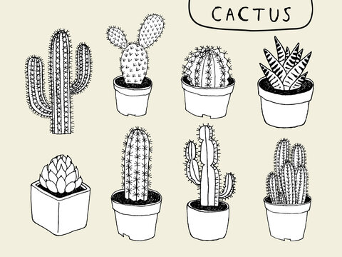 line drawn variation of cactus and succulent