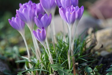 crocuses in spring