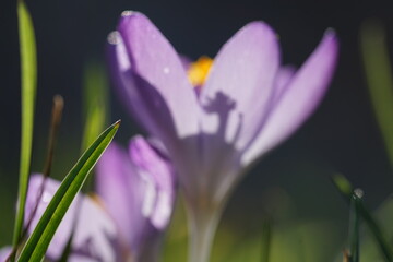 spring crocus flowers