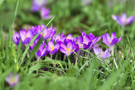 Purple crocus spring flowers on blurry grass background blooming during early spring