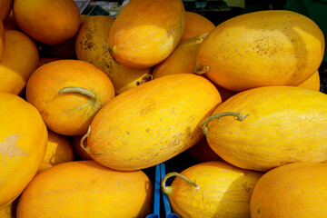 fresh ripe yellow melons on the counter at the market.