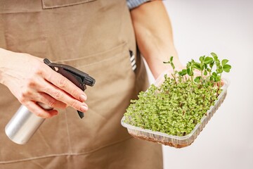 Woman watering and nurturing micro green. Woman hands holding box with microgreen. Small business indoor. Close-up of fresh healthy vegetarian food. Microgreens in female hands.