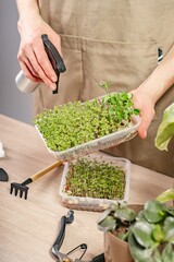 Woman watering and nurturing micro green. Woman hands holding box with microgreen. Small business indoor. Close-up of fresh healthy vegetarian food. Microgreens in female hands. Vertical shot