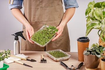 Woman hands holding box with microgreen. Small business indoor. Close-up of fresh healthy vegetarian food. Microgreens in female hands. Home gardening concept. Domestic life and hobbies.