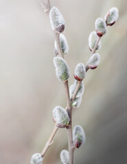 Kwitnące bazie wierzby na rozmytym tle © Janusz