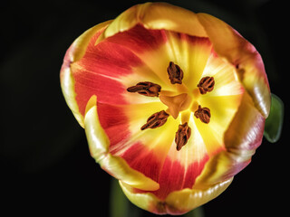 Tulpe vor schwarzen Hintergrund
