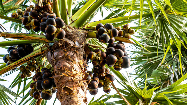 Asian palmyra palm or Borassus flabellifer, commonly known as doub palm, palmyra palm, tala or tal palm, toddy palm, wine palm or ice apple is native to the Indian subcontinent and Southeast Asia.