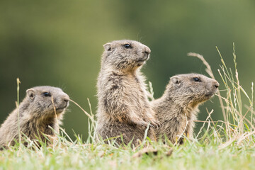 Naklejka na ściany i meble Prairie dog eatingThe alpine marmot is a semifossorium rodent that lives in social groups composed of the dominant couple (the only one that reproduces), a variable number of non-breeding adults.
