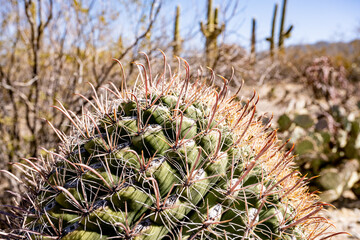 Naklejka na ściany i meble Curving Needle Close Up on Barrel Cactus