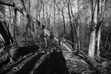 Birken Wald, Betula pendula in einem Niederwald mit Sonnenschein und zur winterlichen Jahreszeit