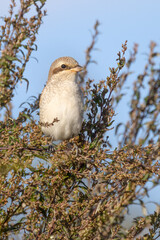 Red-backed Shrike