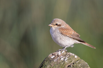 Red-backed Shrike