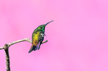 Green-throated Mango hummingbird, Anthracothorax viridigula, scratching and preening in an unusual pose with a pink background.