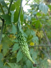 Momordica charantia often called bitter melon, bitter gourd or bitter squash.