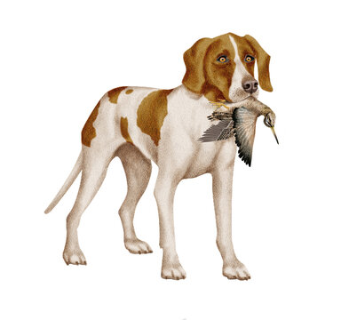 chien, animal de compagnie, braque de weimar, gibier, b&eacute;casse des marais , mal, femelle, &agrave; poil court, animal, brun, chiot, canid&eacute;, isol&eacute;, braque, joli, race, blanc, portrait, mammif&egrave;re, chien de rapp