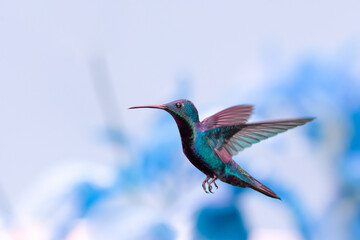 Male Black-throated Mango hummingbird, Anthracothorax Nigricollis, blue toned and a blue background hovering in the air.