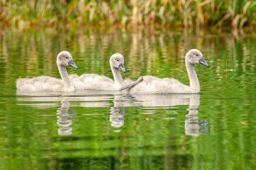 Mute swan chick swimming in a calm river in spring. (Cygnus olor).