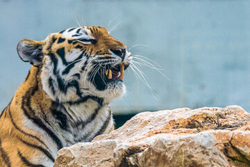 portrait tiger head close up