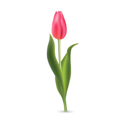 Realistic pink red tulip with green leaves isolated on white background