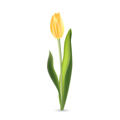 Realistic yellow tulip with green leaves isolated on white background