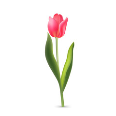 Realistic pink red tulip with green leaves isolated on white background