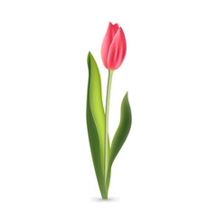 Realistic pink red tulip with green leaves isolated on white background