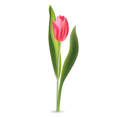 Realistic pink red tulip with green leaves isolated on white background