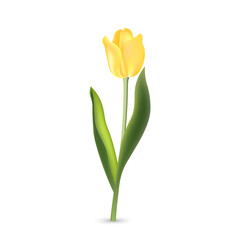 Realistic yellow tulip with green leaves isolated on white background