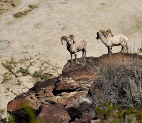 Naklejka premium Big Horn Sheep