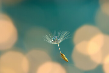 Dandelion seed head with a single droplet of water. Seed head is against a blue background with...