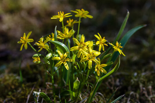 Gagea bohemica. Small early yellow star plant with tiny yellow petal flowers.