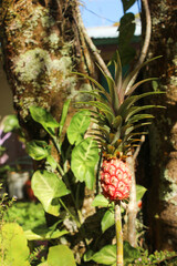 Obraz premium Piña pequeña en un huerto orgánico