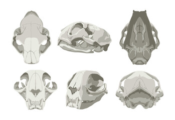 Illustrations of a cat's skull in various projections. Realistic style.