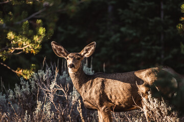 mule deer in the forest