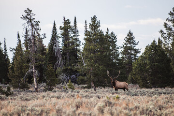bull elk near forest