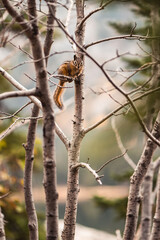 chipmunk on a branch