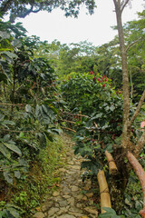Camino de piedra con un barandal de bambu en medio de un plantio de cafetales orgánicos.