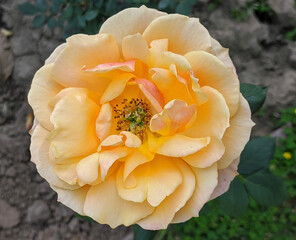 yellow rose flower