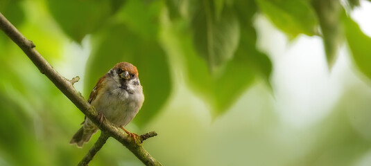 Sparrows in my garden. A telephoto of a beautiful sparrow in my garden.