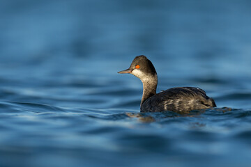 Eared Grebe Bird On Blue Water