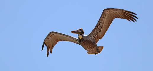 Brown pelican in flight in North Carolina.