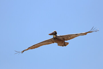 Brown pelican in flight in North Carolina.